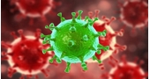 koronavirus kommentarii spetsialistov evropy i novye issledovaniya gigri